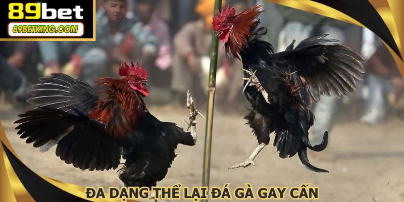 Đa dạng các bộ môn chọi kê kịch tính và gay cấn